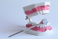 Dentistry Tooth Display Royalty Free Stock Photo