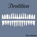 Dentition