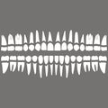 Dentition teeth and roots