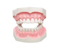 Dentoform, Dental teeth model Royalty Free Stock Photo