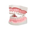 Dentoform, Dental teeth model Royalty Free Stock Photo