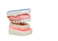 Dentoform, Dental teeth model Royalty Free Stock Photo