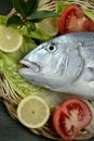 Denton, Mediterranean sparus, gilthead, snapper Royalty Free Stock Photo