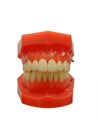 Denture jaws teeth isolate on white background Royalty Free Stock Photo