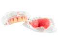 Denture teeth with wax model isolate Royalty Free Stock Photo