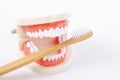 A Dentures model and wooden brush tooth on white background Royalty Free Stock Photo