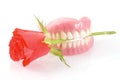 Dentures with rose. Royalty Free Stock Photo