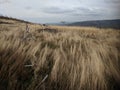 Denuded hillsides and dry grass in Biskupia Kopa mountain Royalty Free Stock Photo