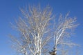 Denuded Trees against a Crisp November Sky Royalty Free Stock Photo