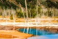 Denuded Trees And Hot Spring Yellowstone N P Royalty Free Stock Photo