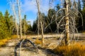 Denuded Trees in Yellowstone National Park Royalty Free Stock Photo