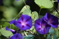 Denver Botanical Gardens: Butterfly Banquet