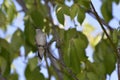 Denver Botanical Gardens: Humming Bird Sticking out its Tongue