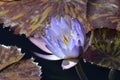 Denver Botanical Gardens: Lavender Waterlily