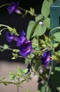 Denver Botanical Gardens: Passionate Purple Trumpet Vine