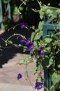 Denver Botanical Gardens: Passionate Purple Trumpet Vine Corner