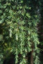 Deodar cedar Royalty Free Stock Photo