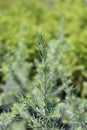 Deodar cedar Mr. Blue Royalty Free Stock Photo