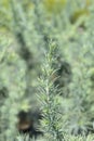 Deodar cedar Mr. Blue Royalty Free Stock Photo