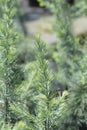 Deodar cedar Mr. Blue Royalty Free Stock Photo