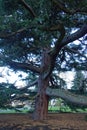 Deodar cedar