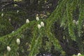 Deodar cedar tree with cones