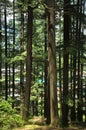 Deodar cedar trees in Van Vihar National Park in Manali, Himachal Pradesh, India
