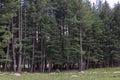 Deodar dense tree forest in upper dir, kumrat valley Royalty Free Stock Photo