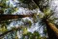 Deodar or Pine trees of Lansdowne Uttarakhand. A Scenic beauty in Lansdowne Uttrakhand Royalty Free Stock Photo