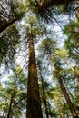 Deodar or Pine trees of Lansdowne Uttarakhand. A Scenic beauty in Lansdowne Uttrakhand Royalty Free Stock Photo