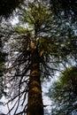 Deodar or Pine trees of Lansdowne Uttarakhand. A Scenic beauty in Lansdowne Uttrakhand Royalty Free Stock Photo