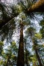 Deodar or Pine trees of Lansdowne Uttarakhand. A Scenic beauty in Lansdowne Uttrakhand Royalty Free Stock Photo