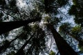 Deodar or Pine trees of Lansdowne Uttarakhand. A Scenic beauty in Lansdowne Uttrakhand Royalty Free Stock Photo