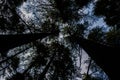 Deodar or Pine trees of Lansdowne Uttarakhand. A Scenic beauty in Lansdowne Uttrakhand Royalty Free Stock Photo