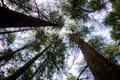 Deodar or Pine trees of Lansdowne Uttarakhand. A Scenic beauty in Lansdowne Uttrakhand Royalty Free Stock Photo