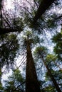 Deodar or Pine trees of Lansdowne Uttarakhand. A Scenic beauty in Lansdowne Uttrakhand Royalty Free Stock Photo