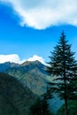 Deodar Tree in Mountains