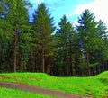 Forest of deodar tree and forest road