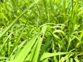 spittlebugs attacking intensive grass system beef cattle pasture, tropical climate, grassland Royalty Free Stock Photo