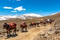 Deosai National Park Nomads 54