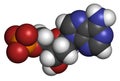 Deoxyadenosine monophosphate (dAMP) nucleotide molecule. DNA building block. Atoms are represented as spheres with conventional