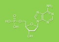 Deoxyadenosine monophosphate dAMP nucleotide molecule. DNA building block. Skeletal formula.