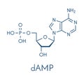 Deoxyadenosine monophosphate dAMP nucleotide molecule. DNA building block. Skeletal formula.