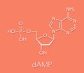 Deoxyadenosine monophosphate dAMP nucleotide molecule. DNA building block. Skeletal formula.