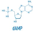 Deoxyadenosine monophosphate or dAMP nucleotide molecule. DNA building block. Skeletal formula.