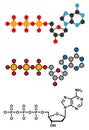 Deoxyadenosine triphosphate (dATP) nucleotide molecule. DNA building block