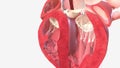 Deoxygenated blood from the lower half of the body enters the heart from the inferior vena cava