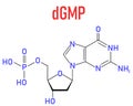 Deoxyguanosine monophosphate or dGMP nucleotide molecule. DNA building block. Skeletal formula.