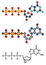 Deoxyguanosine triphosphate (dGTP) nucleotide molecule. DNA building block Royalty Free Stock Photo