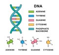 Deoxyribonucleic acid spiral with DNA nucleobases molecular formulas. DNA molecule with nucleobases structure - cytosine